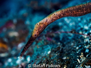 Wazzup? Double-ended Pipefish - Trachyrhamphus bicoarctat... by Stefan Follows 